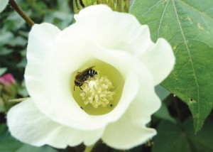 Abelha nativa Ptilotrix na flor do algodoeiro _Fonte_Viviane Pires_Embrapa