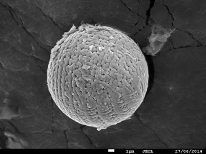 Imagem microscópica de um dos micrometeoritos. (Divulgação) 