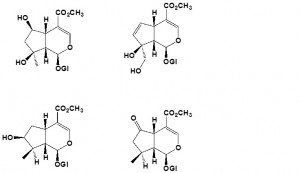 Figura 7. Estrutura molecular de iridoides, pertencente a classe dos monoterpenos (10 átomos de carbono), têm pendurado no oxigênio da posição 1, uma unidade de glicose (Glc).