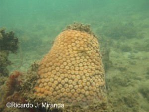 O coral Montastrea cavernosa e um pequeno peixe associado (Elacatinus figaro) nos recifes de corais da Ilha de Maré, BTS.