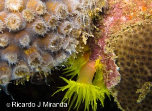 (Foto 2) O coral Montastrea cavernosa usando seus tentálculos varredores (esquerda) contra o coral-sol invasor Tubastraea tagusensis (centro) próximo do coral Siderastrea stellata (esquerda) nos recifes dos Cascos, BTS.