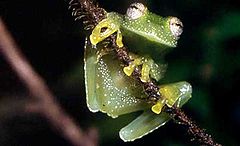 Vitreorana uranoscopa (conhecida como perereca-de-vidro)