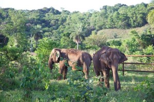 Maia (esq) e Guida (dir) chegaram dia 11/10 ao Santuário de Elefantes Brasil
