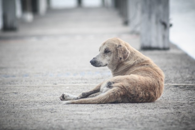 Cães abandonados agora podem ser mapeados e encontrados