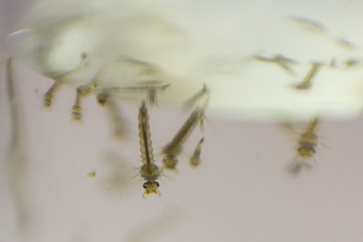 Grupo da Unesp identifica bactérias capazes de matar larvas do Aedes