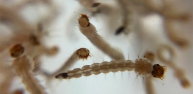 Larvas do mosquito podem ser combatidas por bactérias