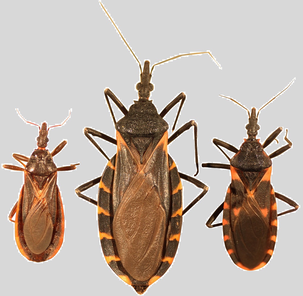 Aplicativo ajuda a identificar focos da doença de Chagas