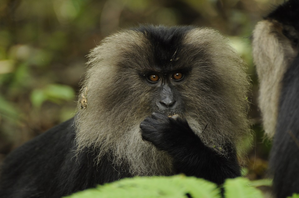 Caça a macacos e esquilos permitiu sucesso de antigos humanos em florestas tropicais