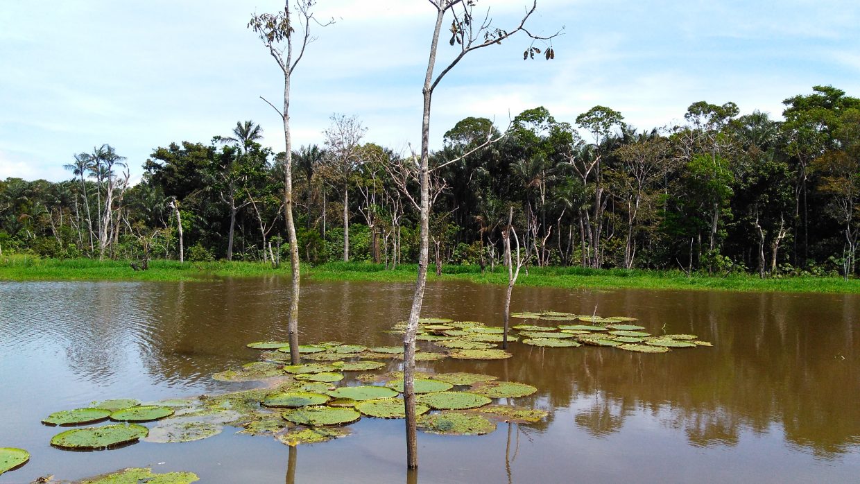 Microrganismos são os maiores emissores de carbono em águas da Amazônia