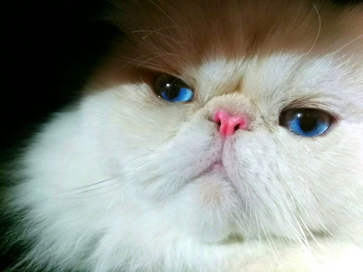 Gatos sabem os próprios nomes, só ignoram os donos por opção