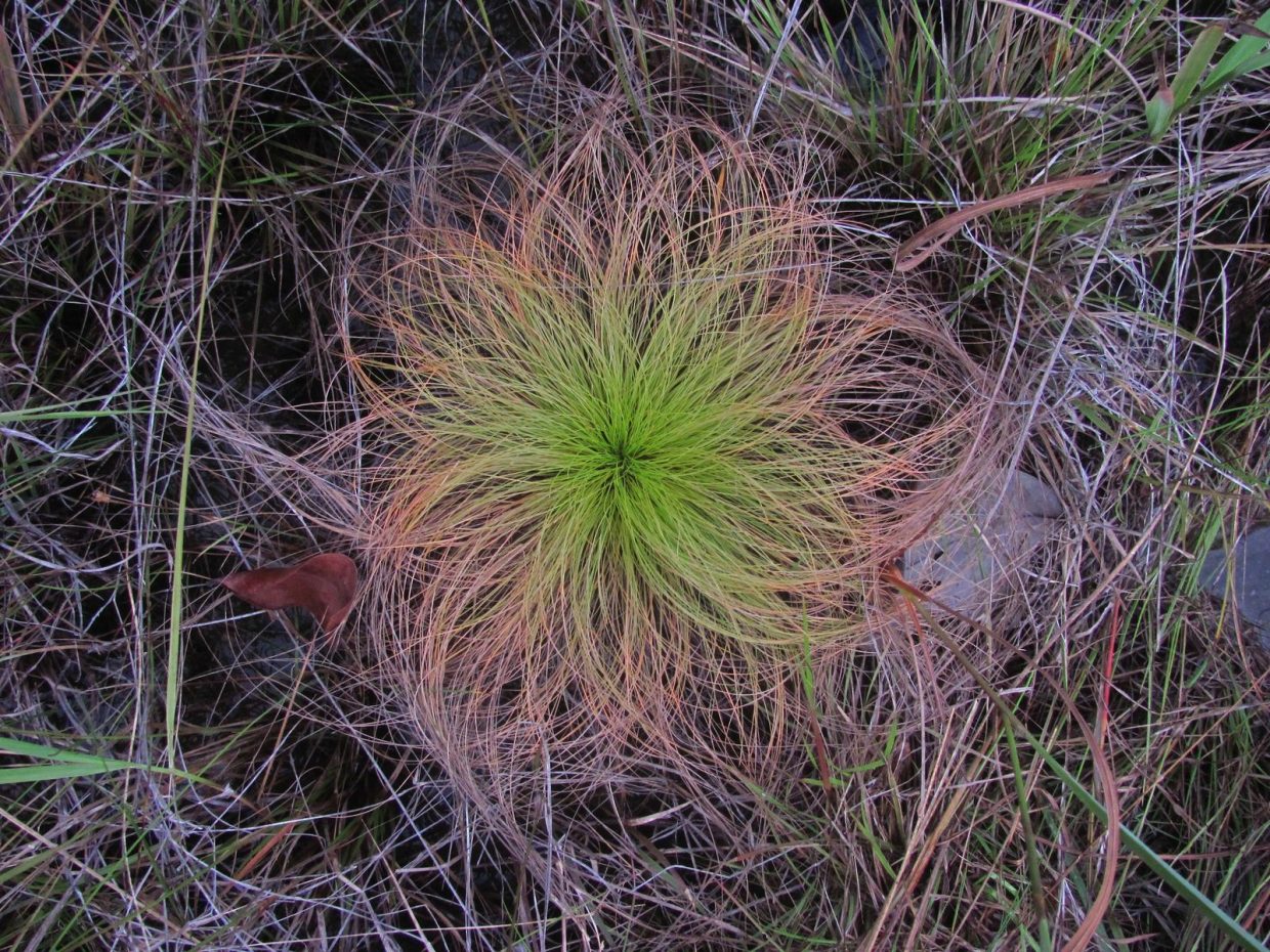 Identificada planta que floresce no Cerrado apenas um dia depois de queimada