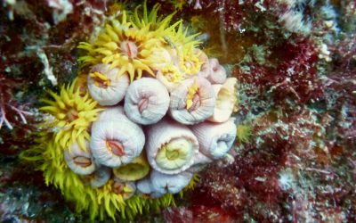 Cientistas martelam contra coral invasor no litoral paulista