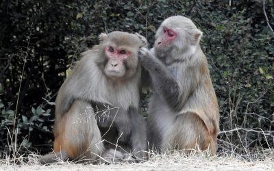 Macacos parecem apreciar mais a companhia uns dos outros após experiência traumática