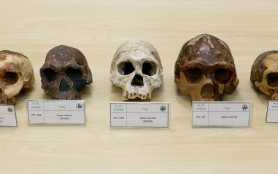 Cientistas brasileiros reescrevem a história do gênero humano