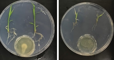 Bactérias substituem fertilizantes químicos sem causar impacto ambiental