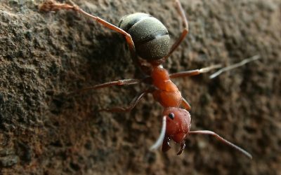 Formigas que defendem plantas recebem açúcar e proteína