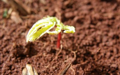 É possível recuperar 12 milhões de hectares de vegetação nativa do país até 2030, indica relatório