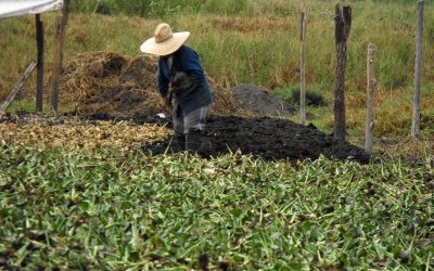 Mortalidade por suicídio é maior para trabalhadores da agropecuária, aponta estudo da UFBA