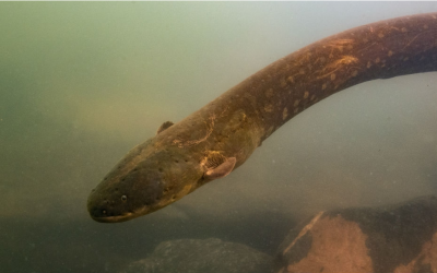 Nova espécie de peixe-elétrico emite a maior voltagem já registrada em um animal