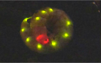 Pesquisa revela como a larva-trenzinho produz luz vermelha