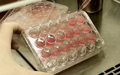 Startup paulista de biotecnologia mira modelos in vitro de tecidos humanos