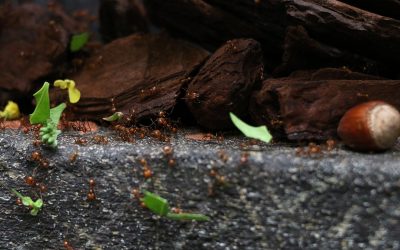 Saúvas aceleram corte e transporte de folhas diante de ameaça de chuva e vendaval