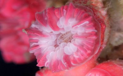 Cientistas descobrem nova espécie de coral em Alcatrazes