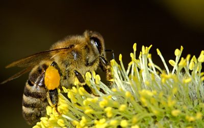 Agrotóxico mais encontrado em frutas e verduras no Brasil é fatal para abelhas