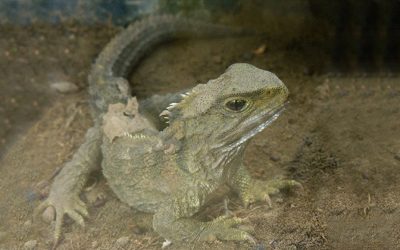 Fóssil de réptil descoberto na Alemanha ajuda a entender origem de lagartos e tuataras