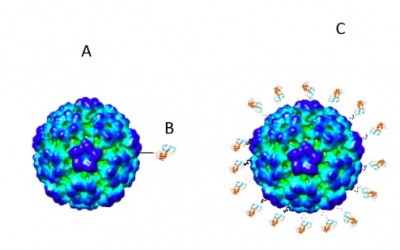Cientistas brasileiros estão desenvolvendo vacina contra novo coronavírus
