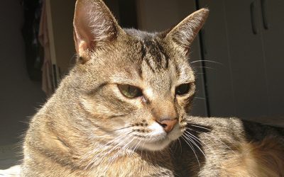 Faltam evidências de que o novo coronavírus possa infectar gatos