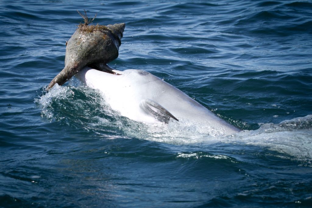 Golfinho com parte do corpo fora da água, carregando uma enorme concha na boca.