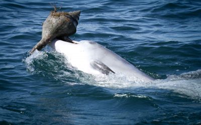 Golfinhos aprendem técnica para apanhar peixe uns com os outros