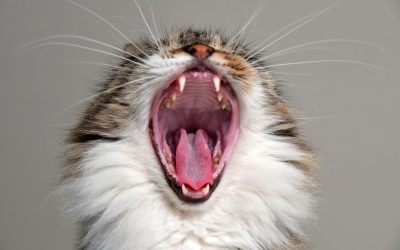 Escalas de dor são usadas para reduzir o sofrimento dos animais na recuperação de cirurgias