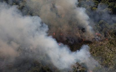 Desmatamento da Amazônia dispara de novo em 2020