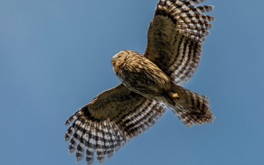 Voo de coruja inspira indústria aeronáutica a projetar aviões mais silenciosos