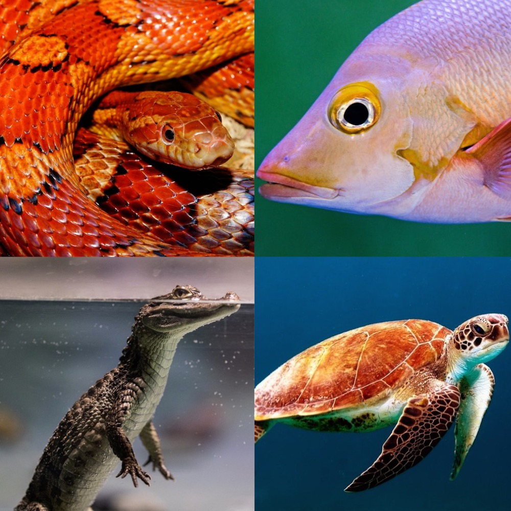 Fotos: em sentido horário: cobra laranja e amarela com detalhes pretos; peixe rosado; tartaruga marinha; filhote de jacaré quase totalmente dentro da água, só com os olhos e nariz para fora.