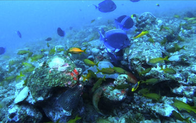 Cientistas mapeiam novos ecossistemas recifais na costa da Bahia