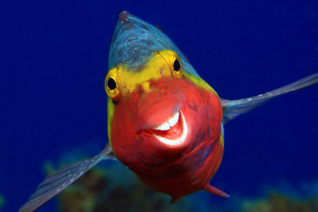 Peixe papagaio – topo da cabeça azul, faixa amarela sobre os olhos, boca e ventre vermelhos, barbatanas abertas – encara a câmera com a boca aberta com um "sorriso" torto e bem aberto, deixando os dentes à mostra.