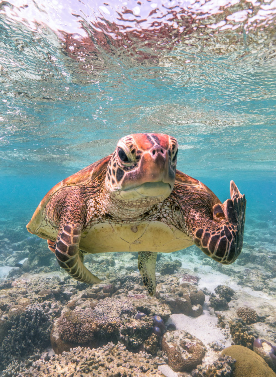 Em água cristalina sobre corais, uma tartaruga encara a câmera e movimenta a pata dianteira esquerda, que parece fazer um gesto obsceno.