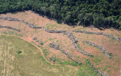 Em 35 anos, Brasil perdeu 870 mil km² de vegetação nativa