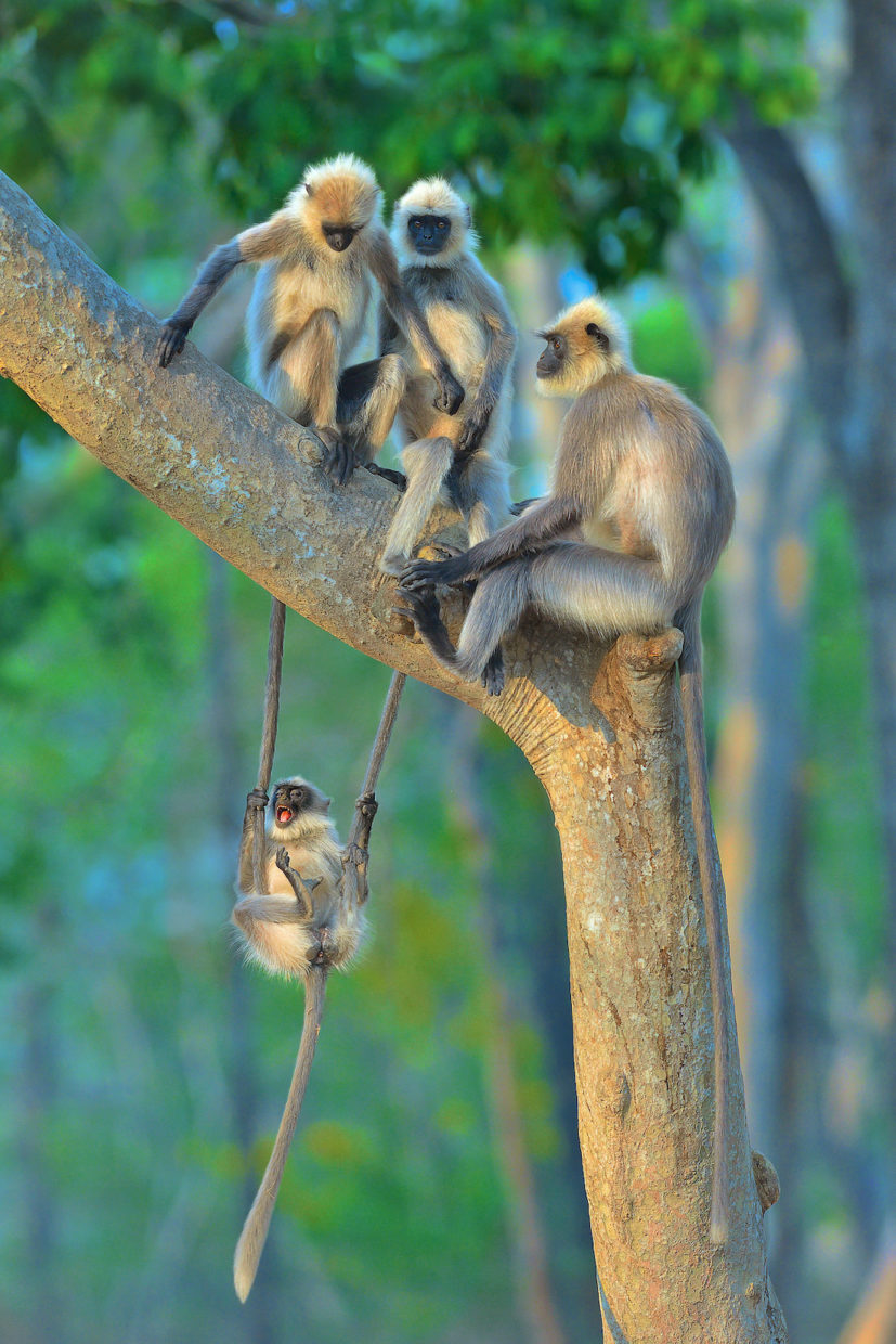 Em uma árvore, sobre um galho grosso, três langures (macacos de cara preta pelagem cinza e amarelada). Um filhote com a boca aberta se balança pendurado nos rabos de dois deles.