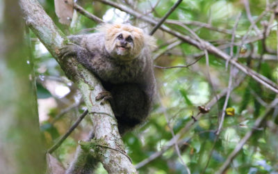 Vítimas do tráfico, saguis invasores ameaçam espécies da Mata Atlântica