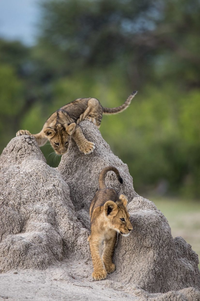 Foto vertical: um filhote de leão está sobre um cupinzeiro cinza, em posição de quem vai atacar outro filhote, no chão, à frente do cupinzeiro, ambos virados de frente para a câmera sem encará-la. Fundo desfocado de savana.