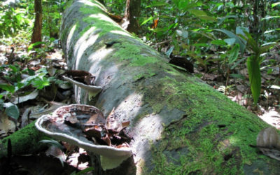 Redução da vida útil das árvores em florestas poderá neutralizar ganhos com sequestro de CO2