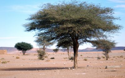 Árvore no deserto não é só miragem