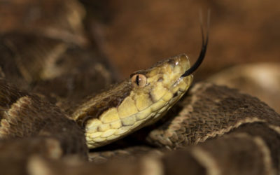 Venenos de serpente e de aranha da Amazônia têm potencial farmacológico