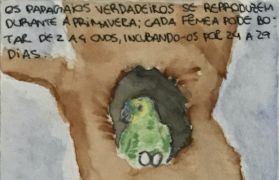 HQ da estudante Nara Lacerda sobre tráfico de animais