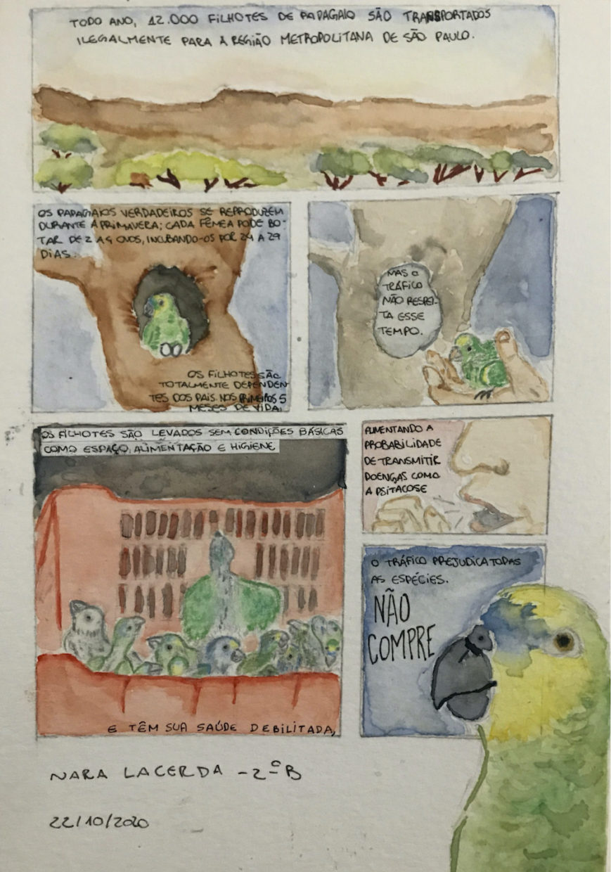 Seis quadrinhos, feitos com aquarela. 1) quadro horizontal no topo da página, uma paisagem com árvores baixas e morros marrons ao fundo. Texto: "Todo ano, 12.000 filhotes de papagaio são transportados ilegalmente para a Rgião Metropolitana de São Paulo". 2) Papagaio em buraco de árvore, sobre 2 ovinhos brancos. Texto: "Os papagaios verdadeiros se reproduzem durante a primavera; cada fêmea pode botar de 2 a 4 ovos, incubando-os por 24 a 29 dias. Os filhotes são totalmente dependentes dos pais nos primeiros 5 meses de vida." 3) Mesmo quadro, mão humana carregando filhote de papagaio. No buraco vazio da árvore, o texto: "Mas o tráfico não respeita esse tempo". 4) Último quadro do lado esquerdo, maior que os dois anteriores. Em uma caixa plástica vermelha, vários filhotes de papagaio. Texto: "Os filhotes são levados sem condições básicas, como espaçø, alimentação e higiene e têmn sua saúde debilitada,". 5) Quadro pequeno . Detalhe de rosto e mão de pessoa branca tossindo. Texto: "aumentando a probabilidade de transmitir doenças como a psitacose". 6) Quadro um pouco maior, logo abaixo do anterior, com fundo azul e o texto "O tráfico prejudica todas as espécies. NÃO COMPRE", invadindo o último quadrinho a partir do limite inferior esquerdo da página, está um papagaio (cabeça, pescoço e peito), verde com a cara amarela e detalhe azul perto dos olhos, bico preto.