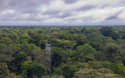 Clima seco pode ser mais prejudicial às florestas tropicais do que o calor extremo